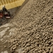Refugio Sanchez scoops potatoes at the head of a conveyor system that delivers tons of potatoes to waiting trucks at the Amstad storage facility in Hermiston, Oregon. Photo by Lynn Ketchum. Refugio Sanchez scoops potatoes at the head of a conveyor system that delivers tons of potatoes to waiting trucks at the Amstad storage facility in Hermiston, Oregon. Photo by Lynn Ketchum.