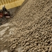 Refugio Sanchez scoops potatoes at the head of a conveyor system that delivers tons of potatoes to waiting trucks at the Amstad storage facility in Hermiston, Oregon. Photo by Lynn Ketchum.